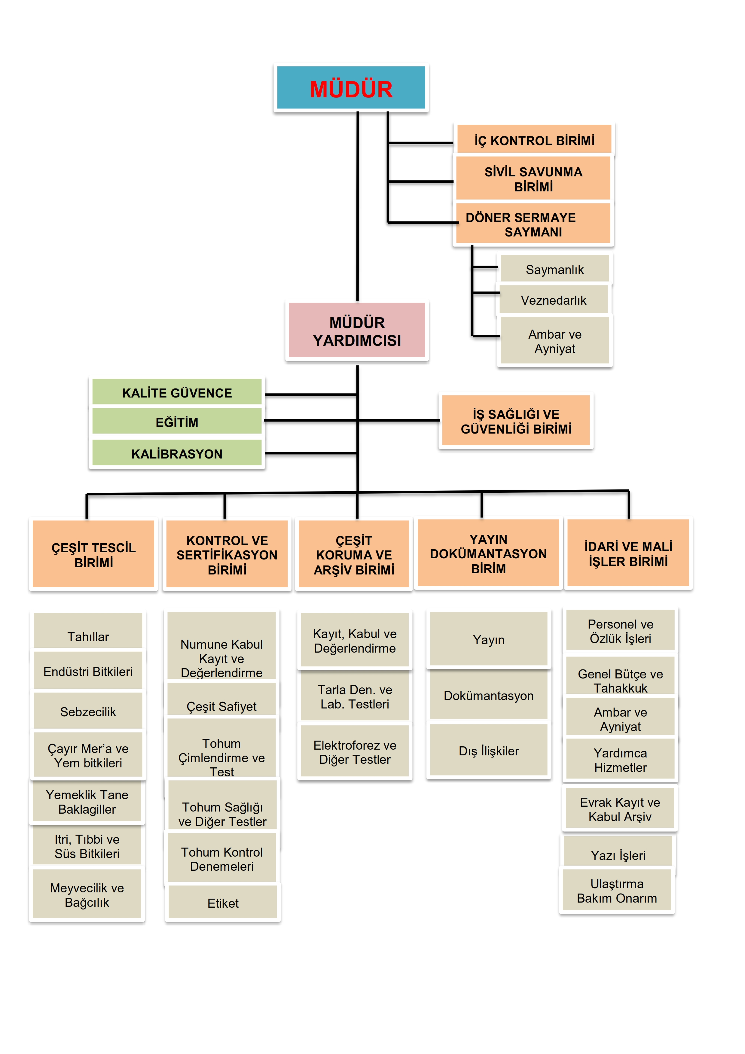 Organizasyon Yapısı